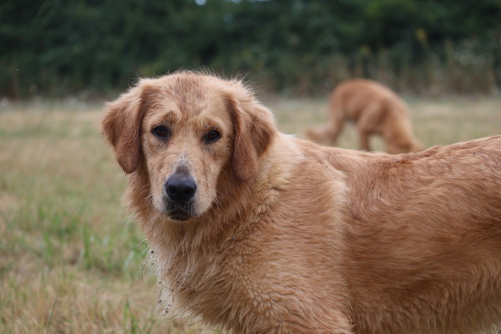 Une si jolie violette De La Vallée Des Golden D'Or