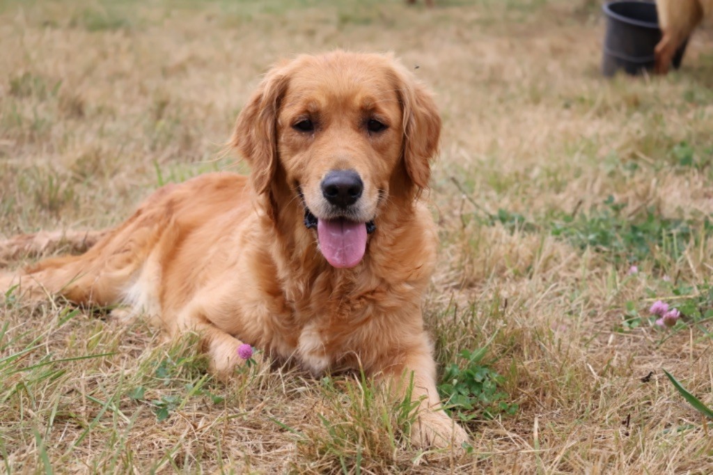 Petit diamant Des Puppys Goldens Love