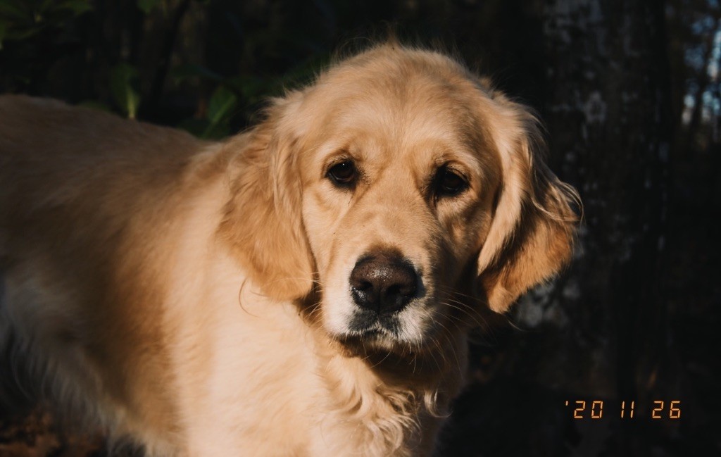 O'doolin Des Puppys Goldens Love