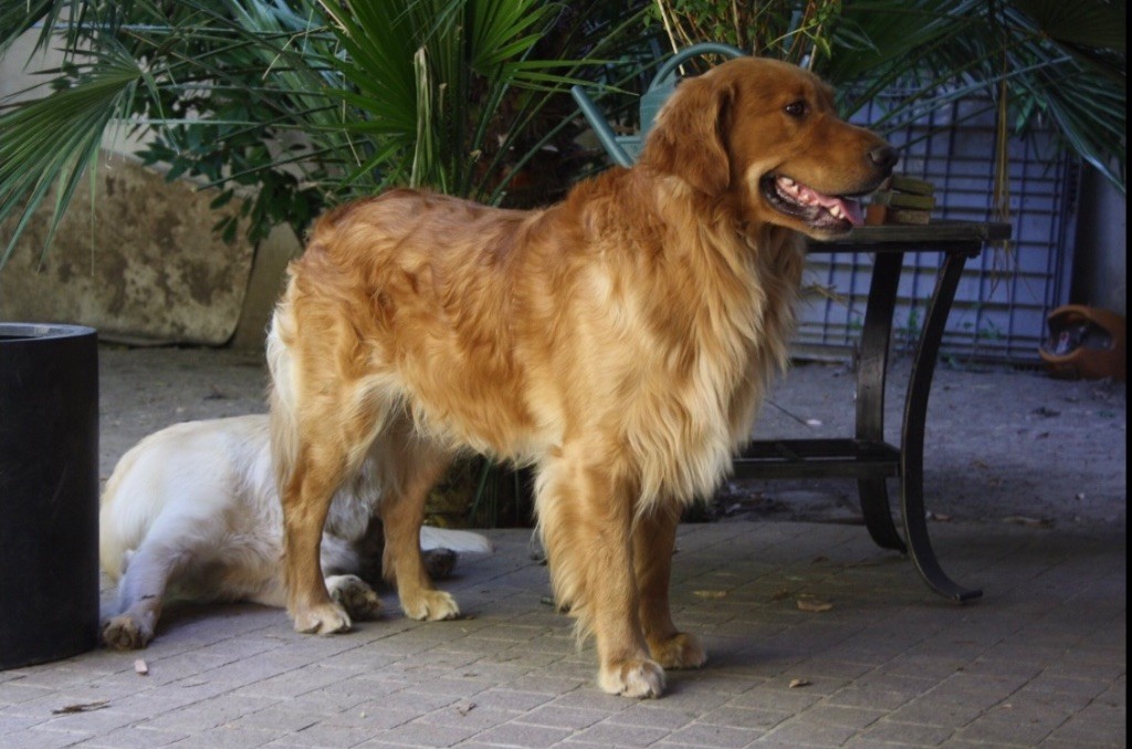 Mufasa (maiki) des Princes de Bretagne