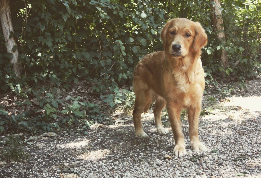 Petit diamant Des Puppys Goldens Love