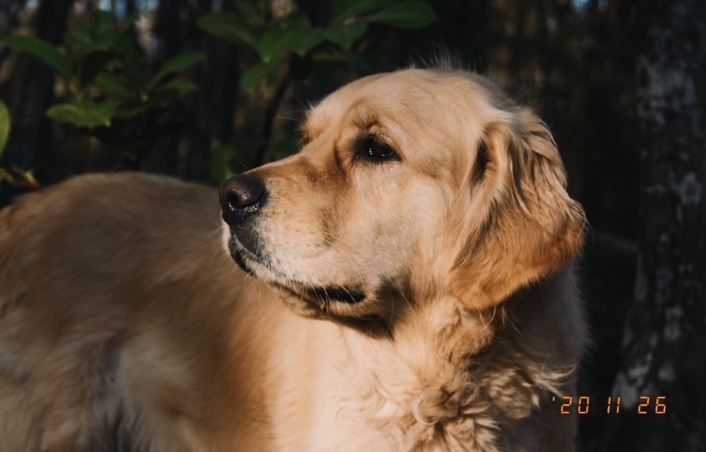 O'doolin Des Puppys Goldens Love