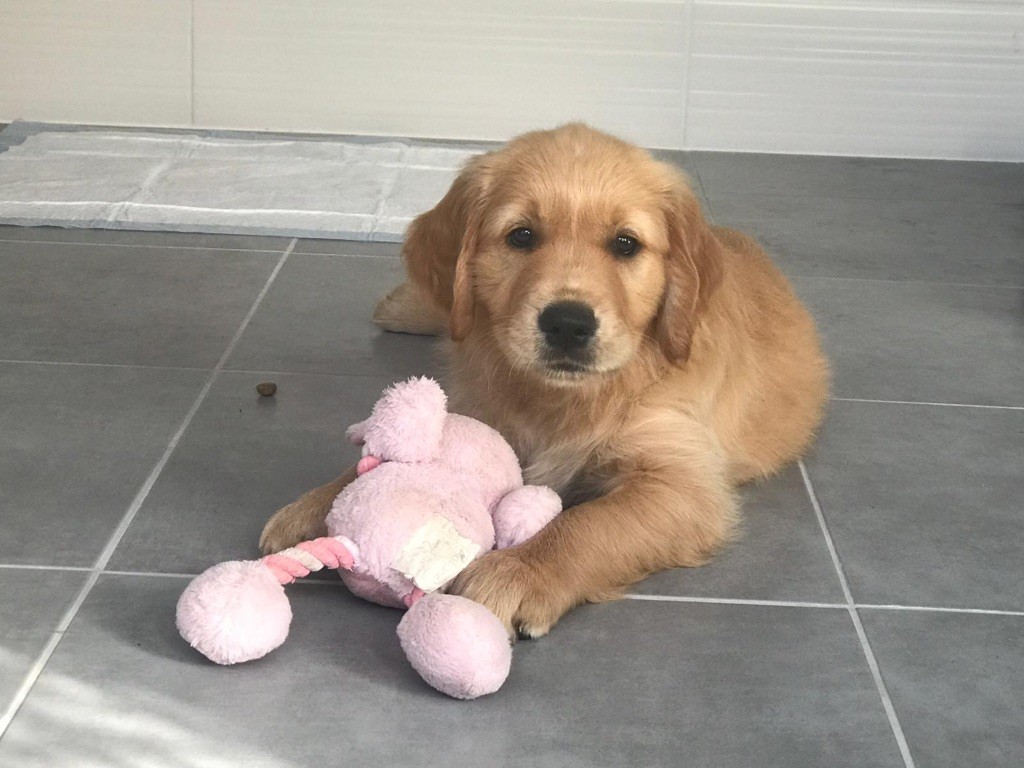 Petit diamant Des Puppys Goldens Love