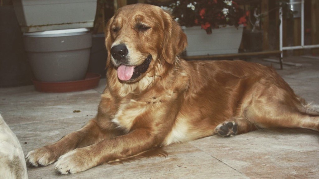 Petit diamant Des Puppys Goldens Love