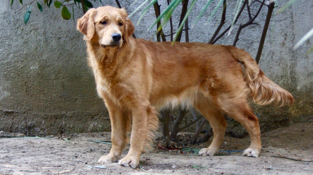 Petit diamant Des Puppys Goldens Love