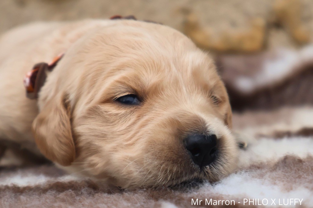 De La Vallée Des Golden D'Or - Chiot disponible  - Golden Retriever