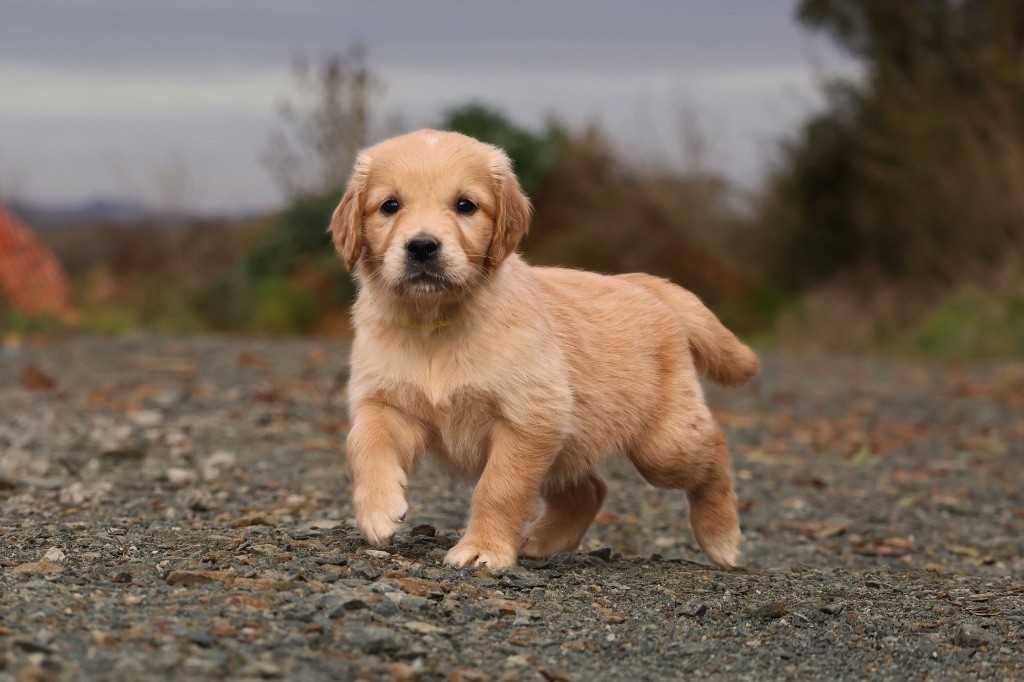 De La Vallée Des Golden D'Or - Chiot disponible  - Golden Retriever