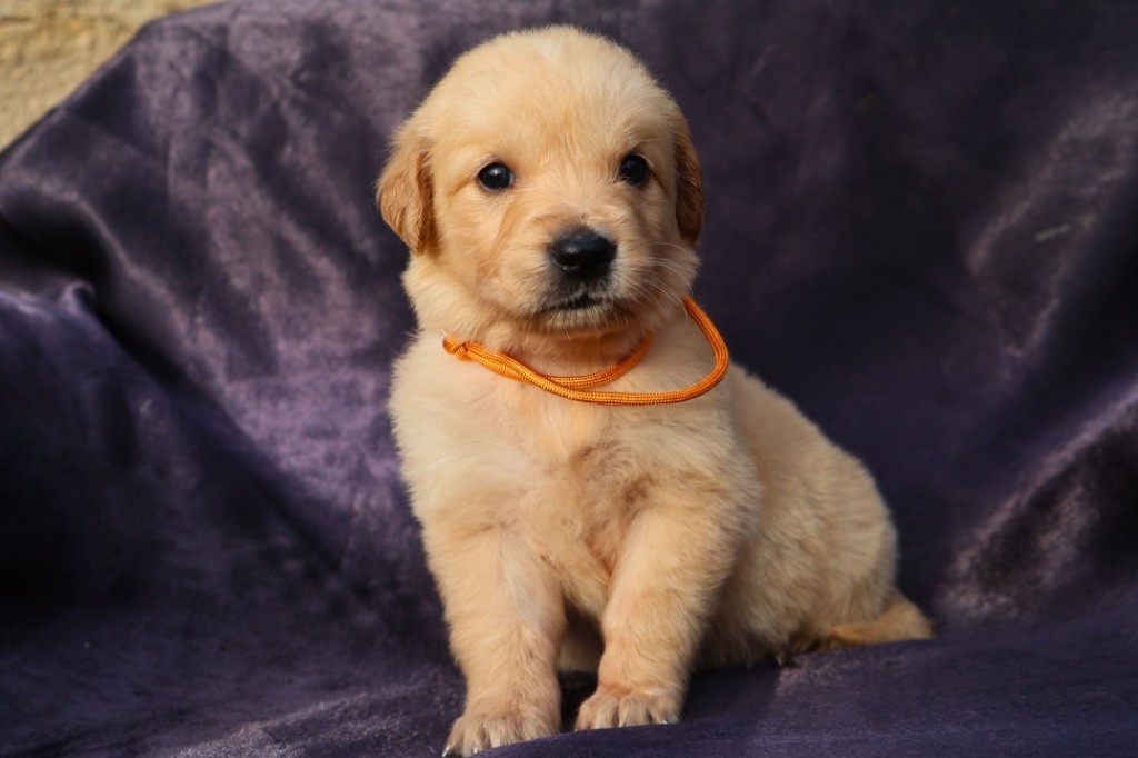 De La Vallée Des Golden D'Or - Chiot disponible  - Golden Retriever