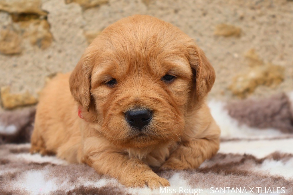 De La Vallée Des Golden D'Or - Chiot disponible  - Golden Retriever