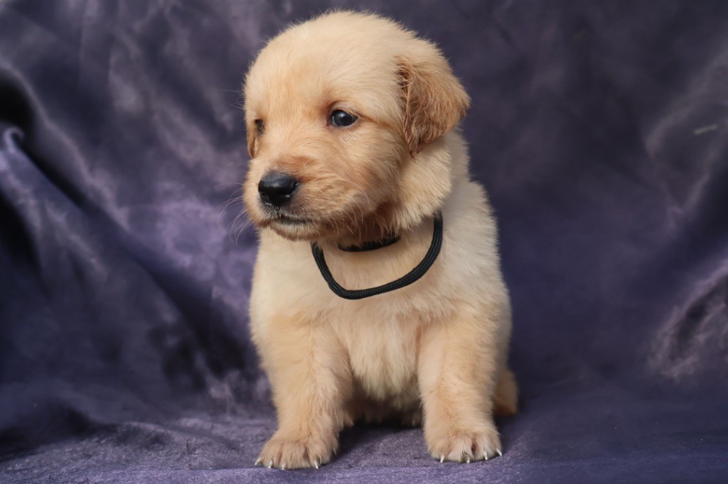 De La Vallée Des Golden D'Or - Chiot disponible  - Golden Retriever