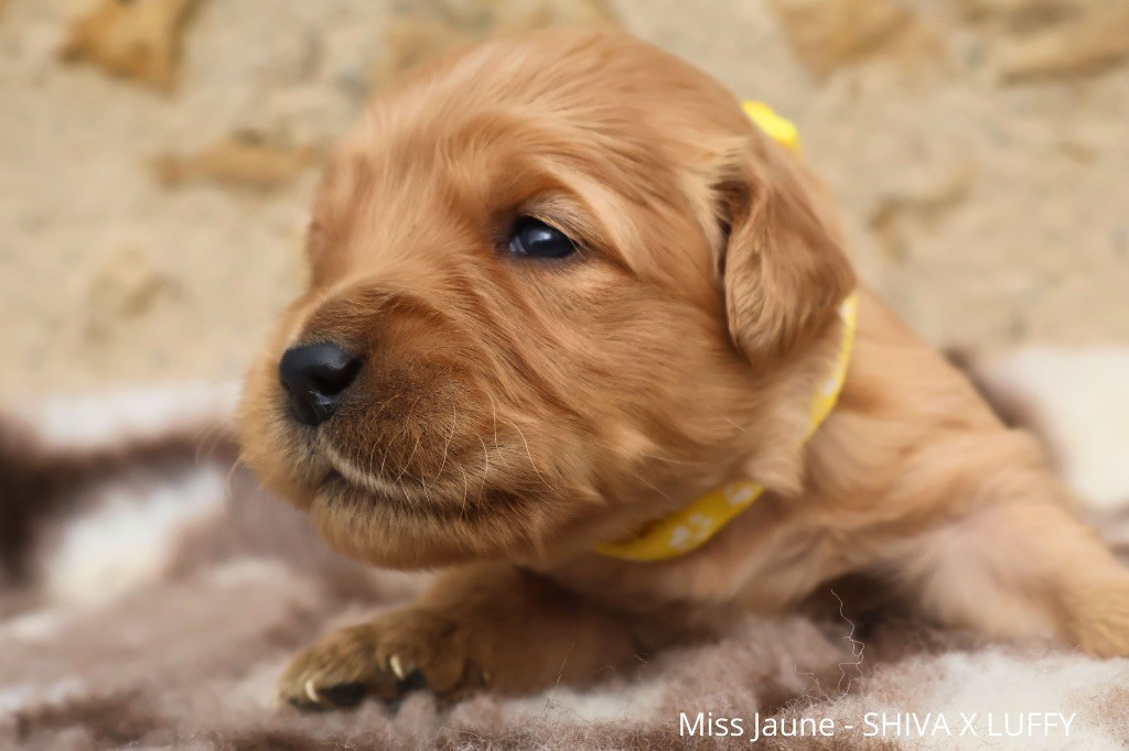 De La Vallée Des Golden D'Or - Chiot disponible  - Golden Retriever