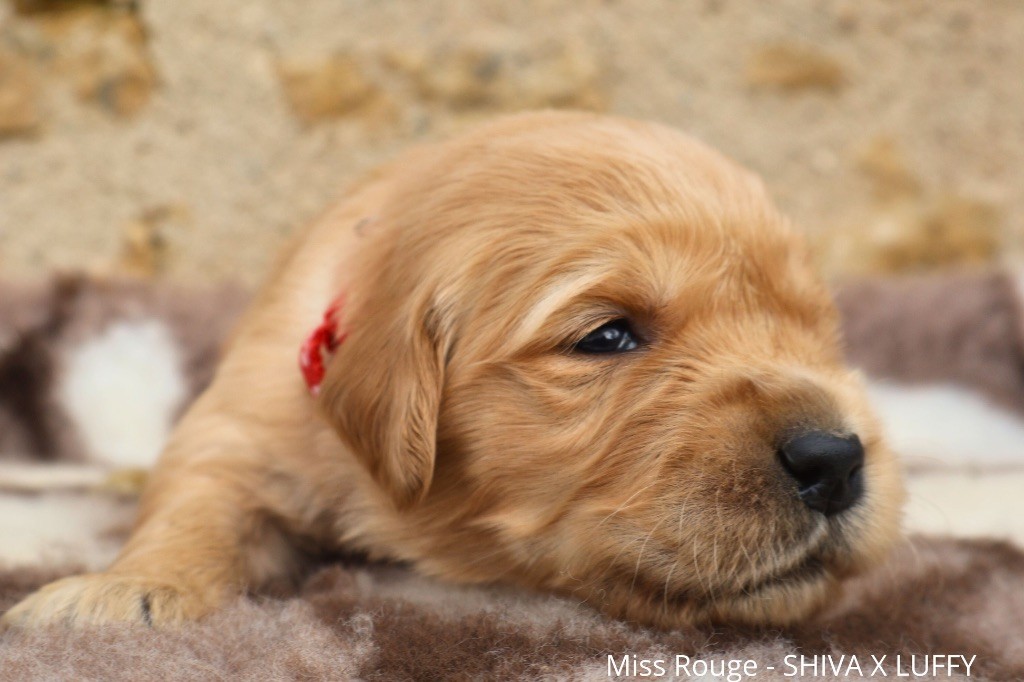 De La Vallée Des Golden D'Or - Chiot disponible  - Golden Retriever