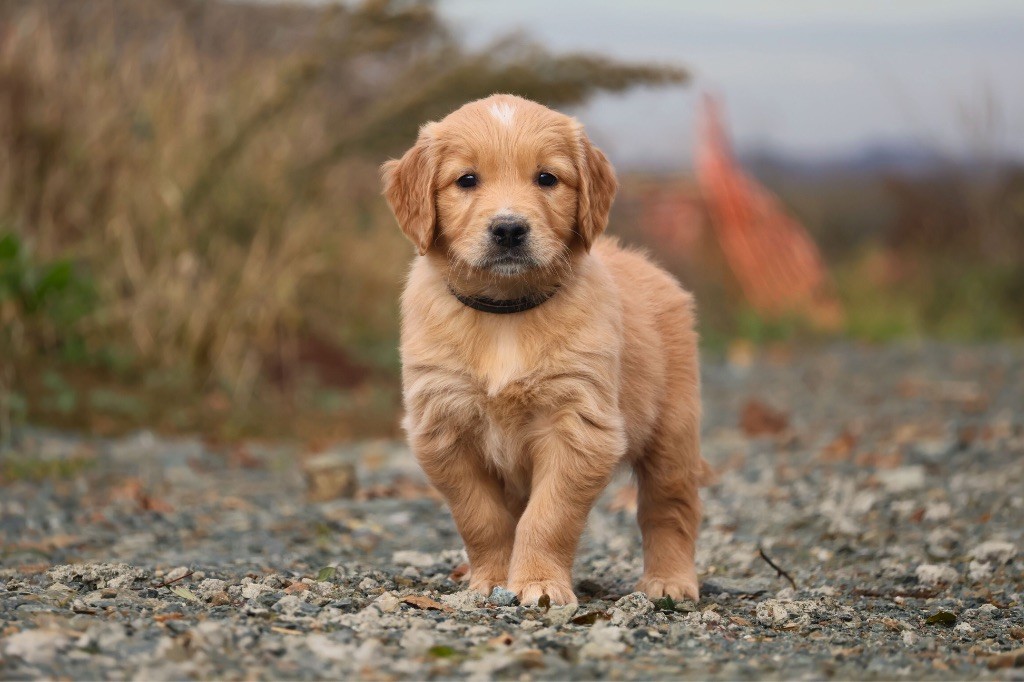 De La Vallée Des Golden D'Or - Chiot disponible  - Golden Retriever