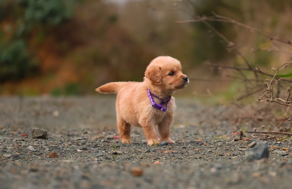 De La Vallée Des Golden D'Or - Chiot disponible  - Golden Retriever