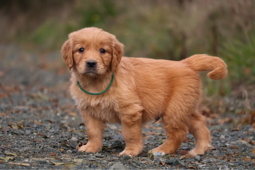 De La Vallée Des Golden D'Or - Chiot disponible  - Golden Retriever