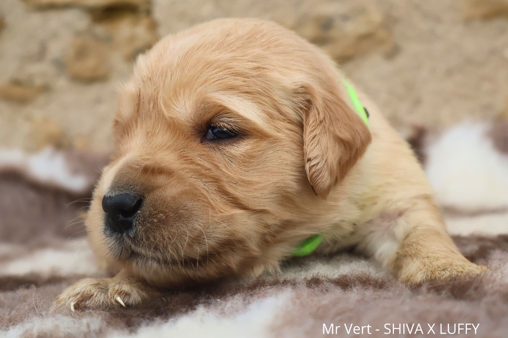 De La Vallée Des Golden D'Or - Chiot disponible  - Golden Retriever