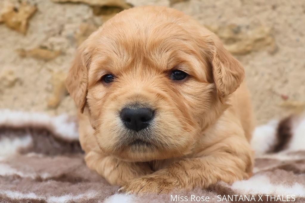 De La Vallée Des Golden D'Or - Chiot disponible  - Golden Retriever