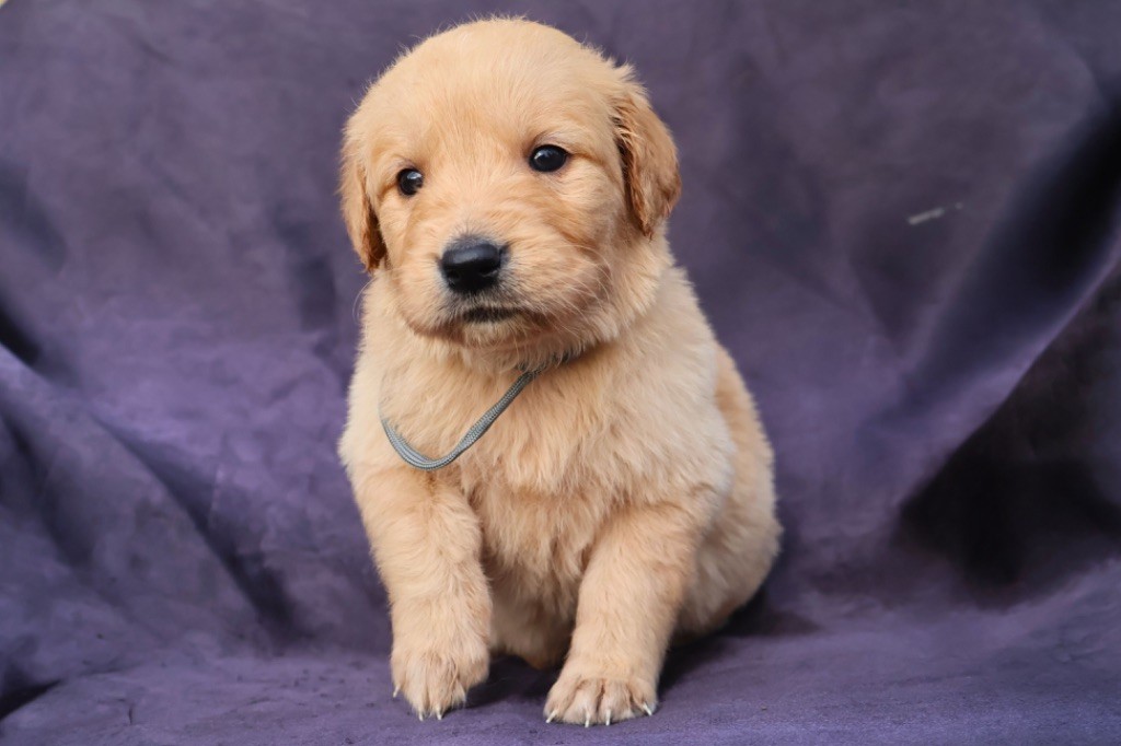 De La Vallée Des Golden D'Or - Chiot disponible  - Golden Retriever