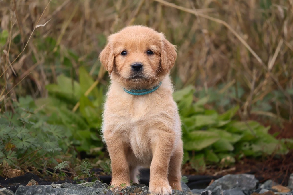 De La Vallée Des Golden D'Or - Chiot disponible  - Golden Retriever