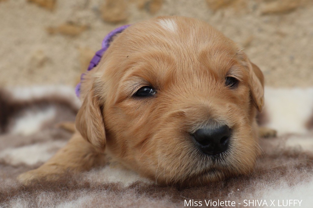 De La Vallée Des Golden D'Or - Chiot disponible  - Golden Retriever