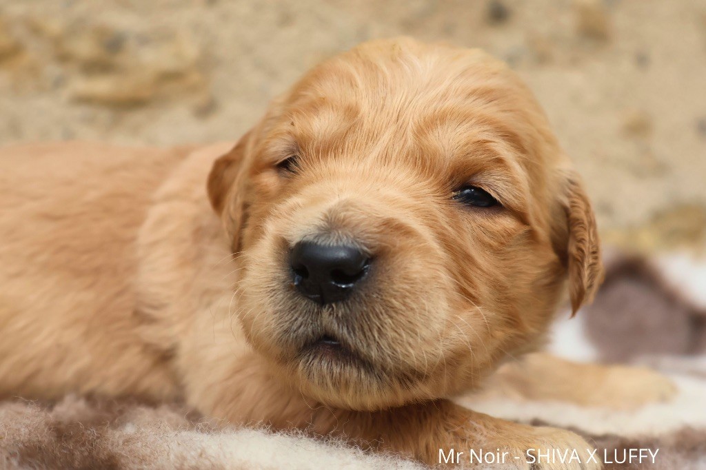 De La Vallée Des Golden D'Or - Chiot disponible  - Golden Retriever