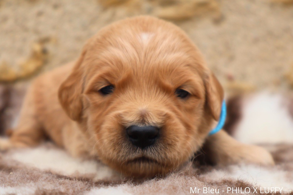 De La Vallée Des Golden D'Or - Chiot disponible  - Golden Retriever