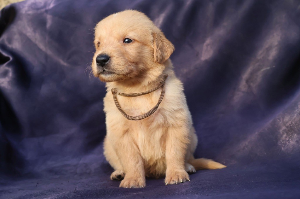 De La Vallée Des Golden D'Or - Chiot disponible  - Golden Retriever