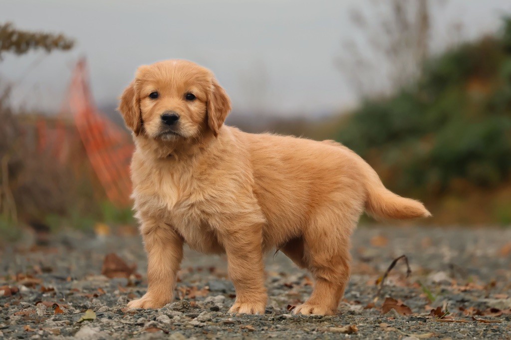 De La Vallée Des Golden D'Or - Chiot disponible  - Golden Retriever