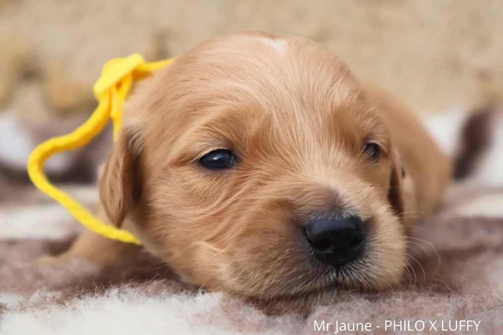 De La Vallée Des Golden D'Or - Chiot disponible  - Golden Retriever