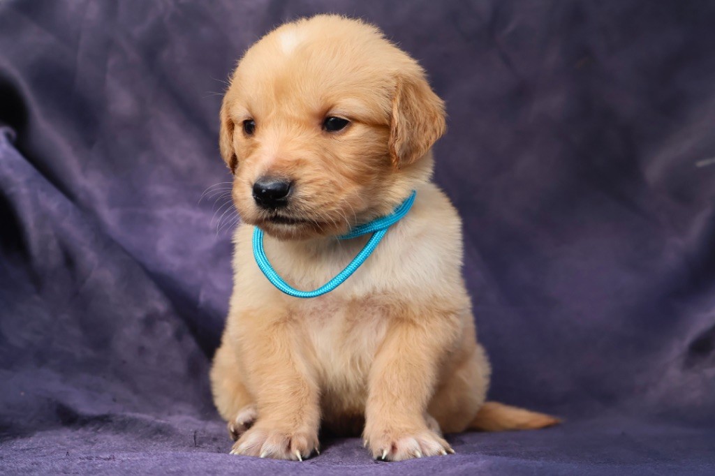 De La Vallée Des Golden D'Or - Chiot disponible  - Golden Retriever