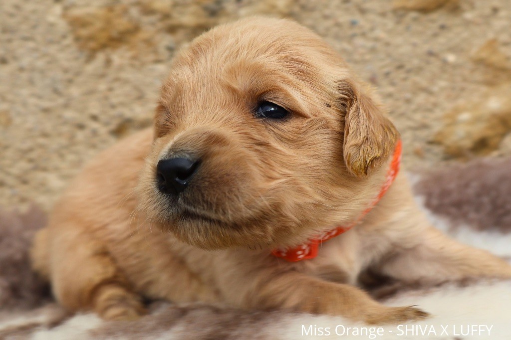 De La Vallée Des Golden D'Or - Chiot disponible  - Golden Retriever