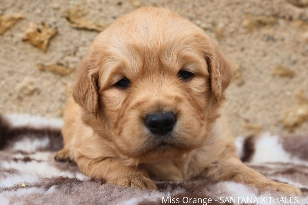 De La Vallée Des Golden D'Or - Chiot disponible  - Golden Retriever