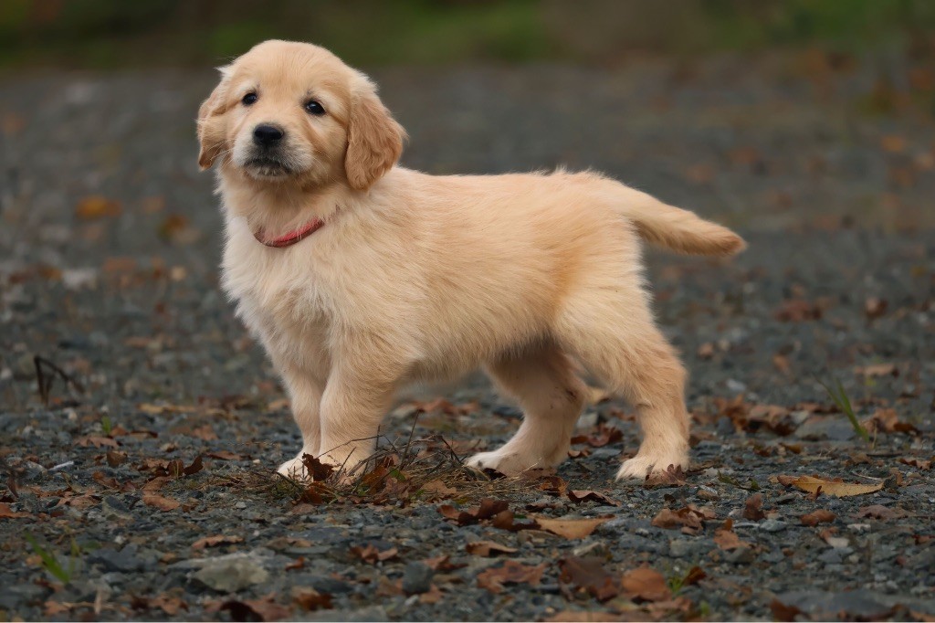 De La Vallée Des Golden D'Or - Chiot disponible  - Golden Retriever