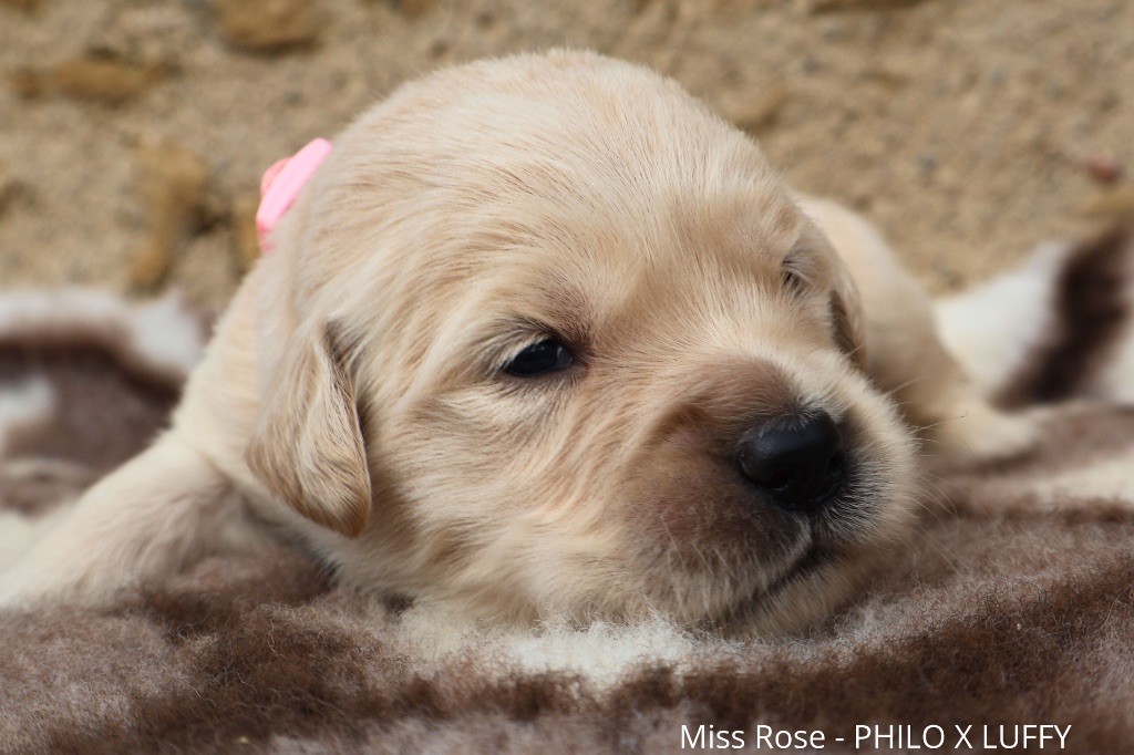 De La Vallée Des Golden D'Or - Chiot disponible  - Golden Retriever