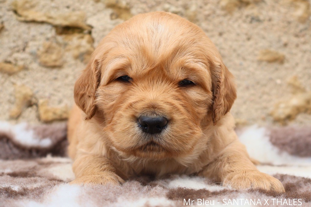 De La Vallée Des Golden D'Or - Chiot disponible  - Golden Retriever