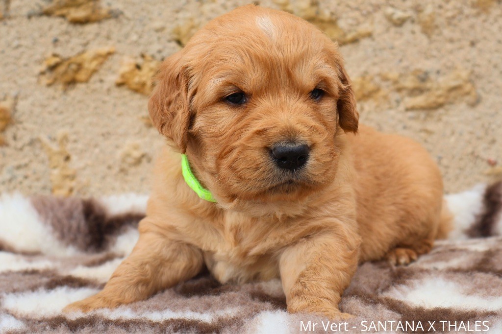 De La Vallée Des Golden D'Or - Chiot disponible  - Golden Retriever