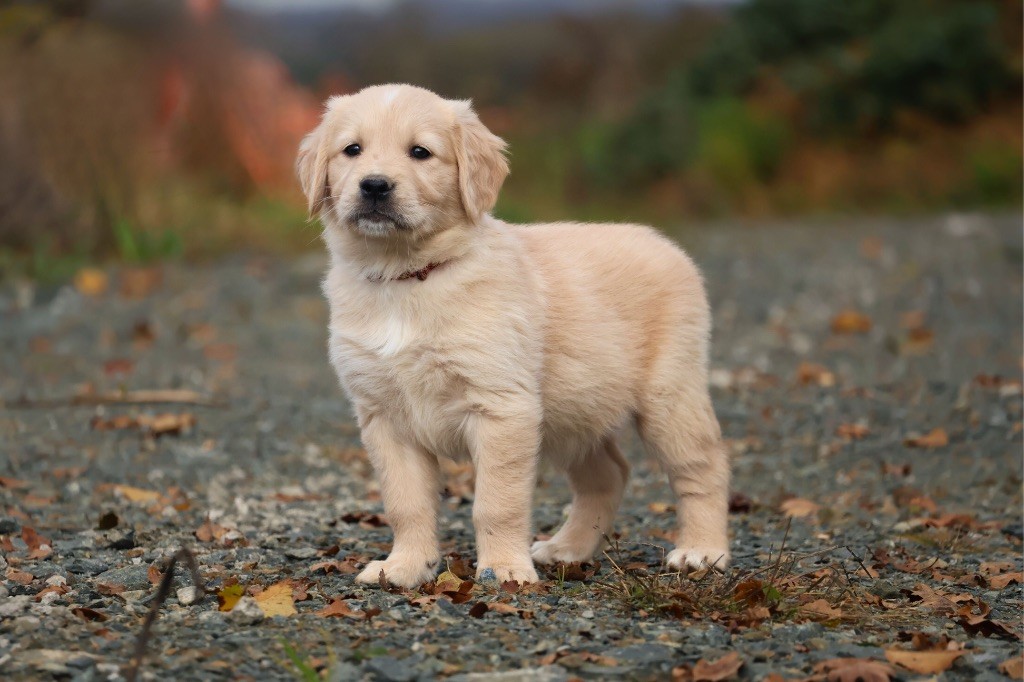 De La Vallée Des Golden D'Or - Chiot disponible  - Golden Retriever