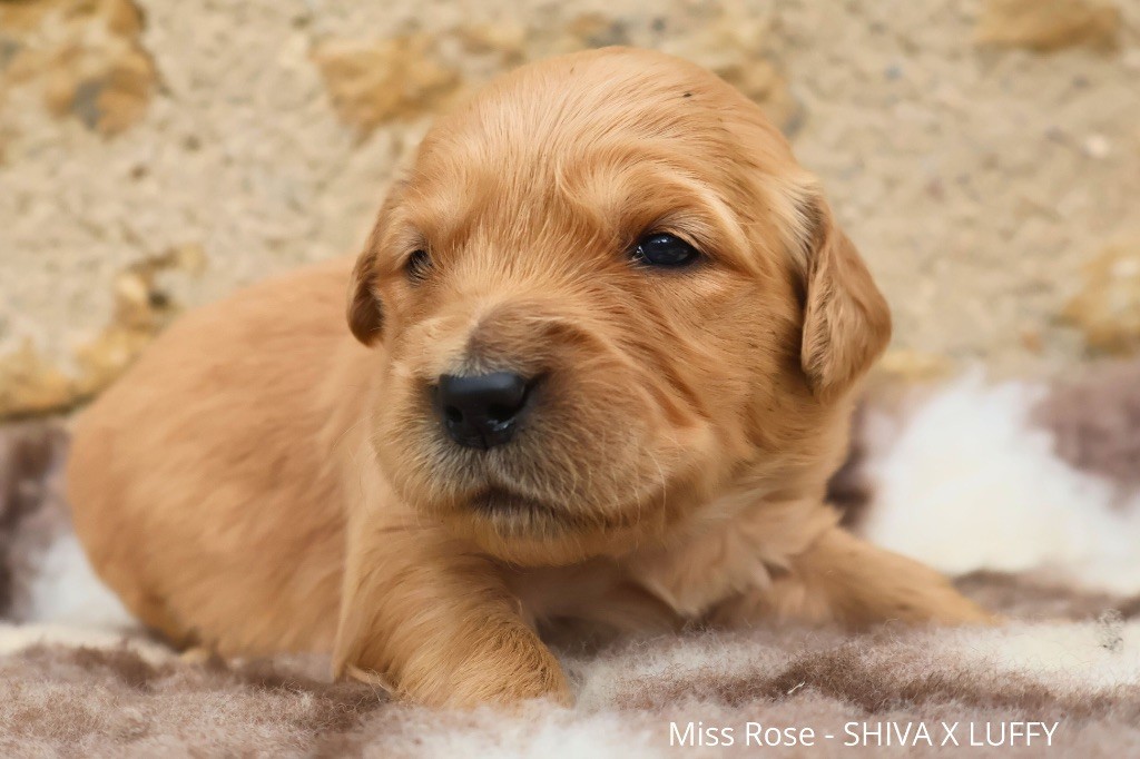 De La Vallée Des Golden D'Or - Chiot disponible  - Golden Retriever