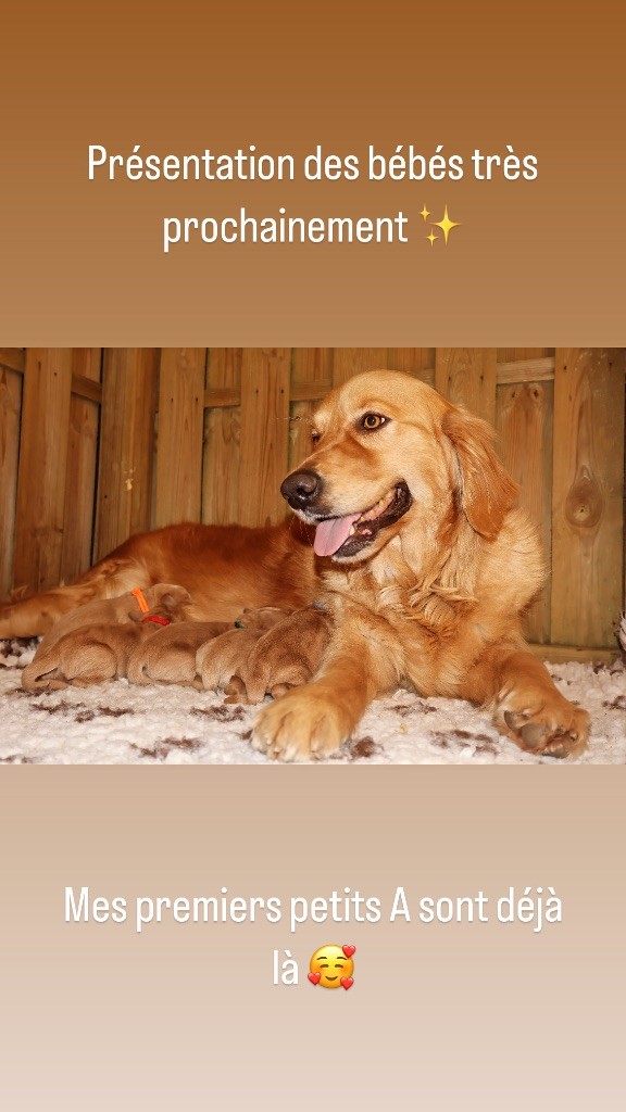 chiot Golden Retriever De La Vallée Des Golden D'Or