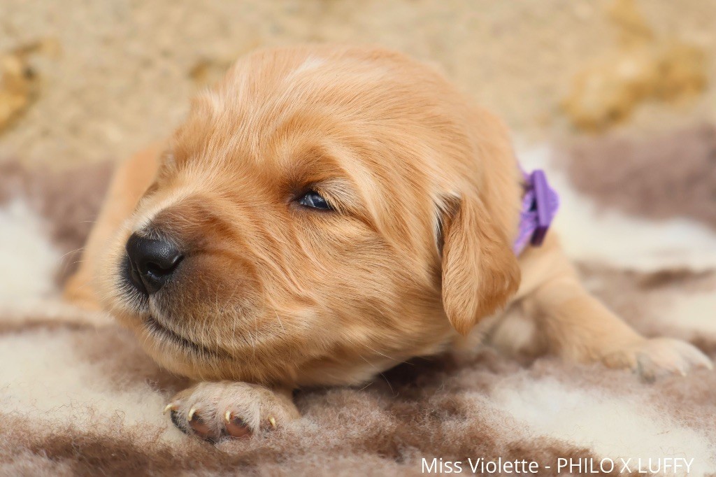 De La Vallée Des Golden D'Or - Chiot disponible  - Golden Retriever