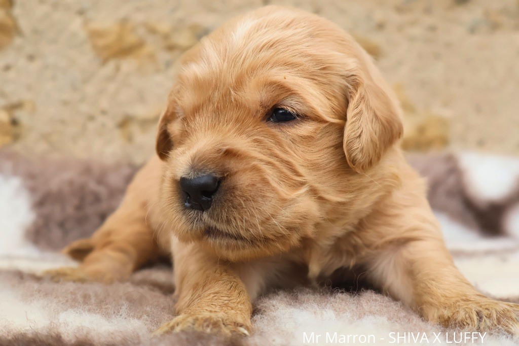 De La Vallée Des Golden D'Or - Chiot disponible  - Golden Retriever