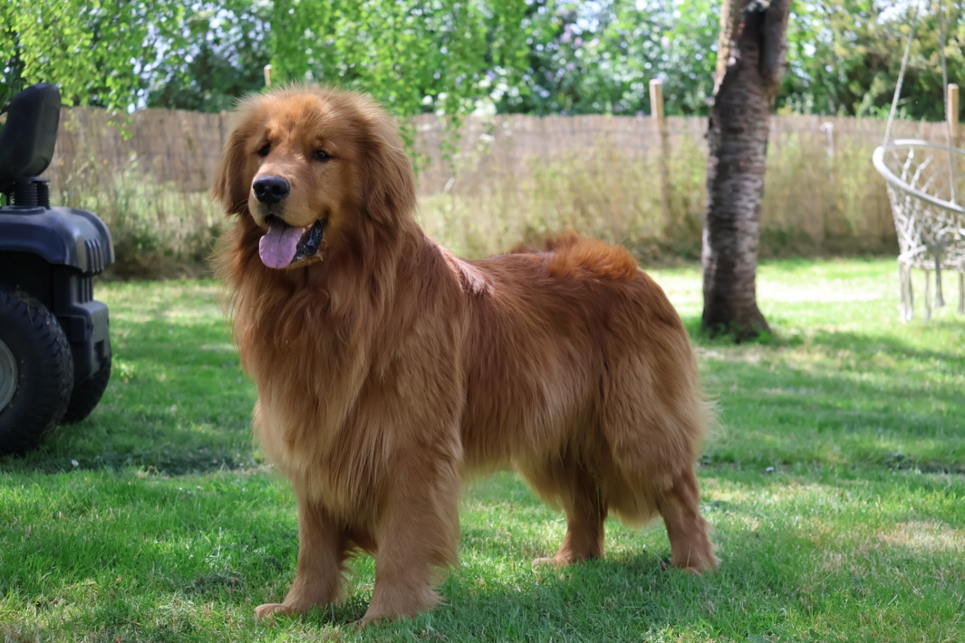 yellowhouse Magic diamond kovu