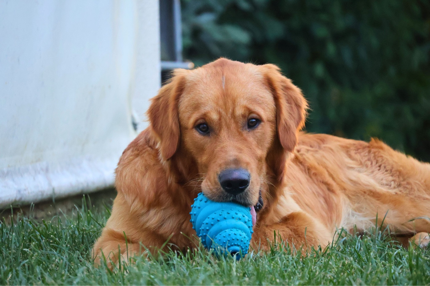 Air Bud - Buddy De La Vallée Des Golden D'Or