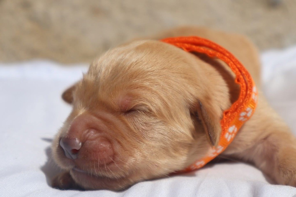 De La Vallée Des Golden D'Or - Chiots disponibles - Golden Retriever
