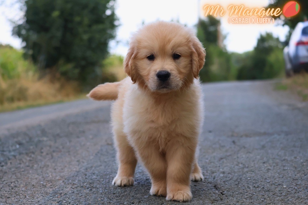 De La Vallée Des Golden D'Or - Chiots disponibles - Golden Retriever