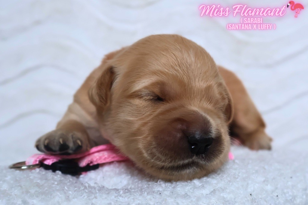 De La Vallée Des Golden D'Or - Chiots disponibles - Golden Retriever