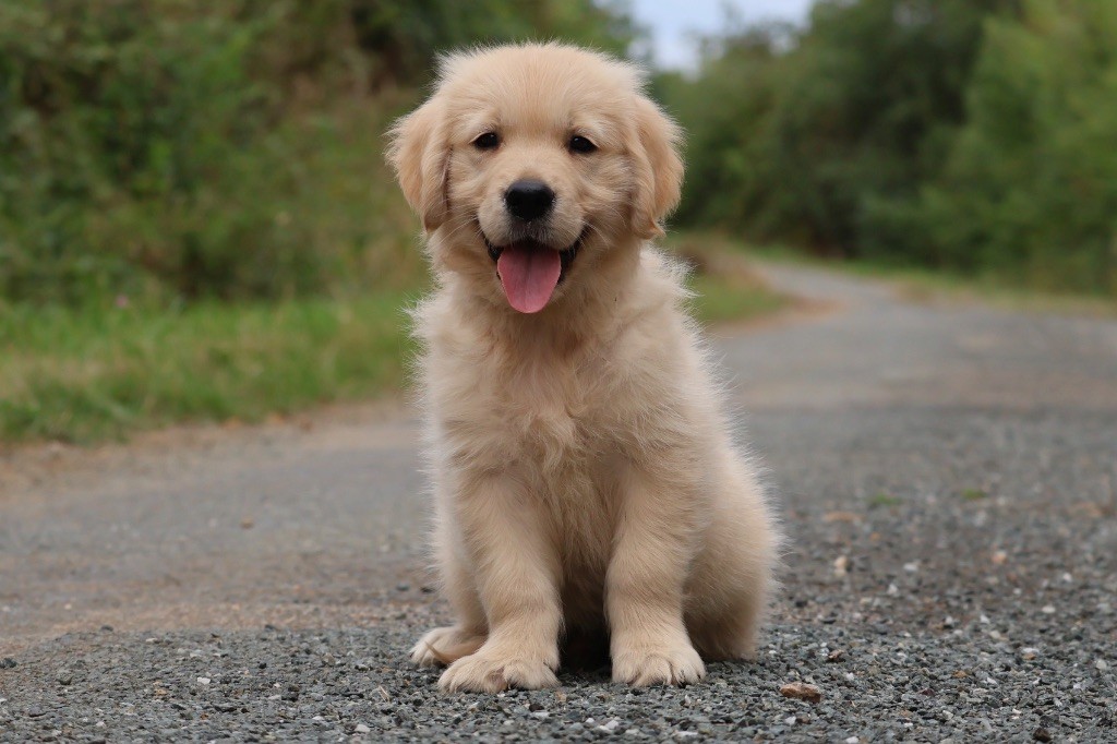 De La Vallée Des Golden D'Or - Chiots disponibles - Golden Retriever