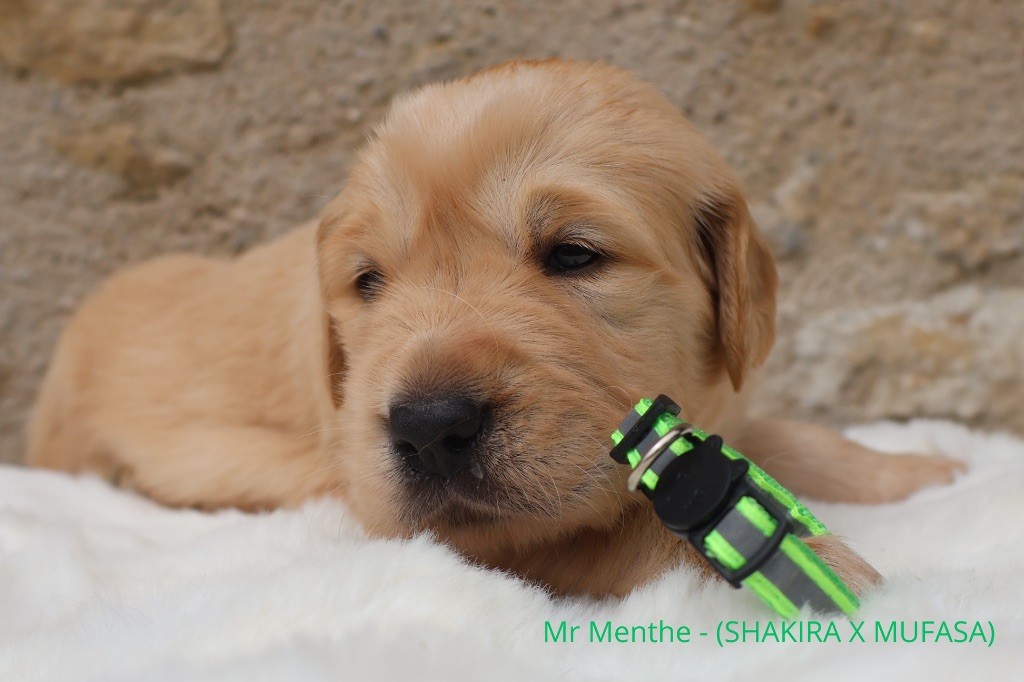 De La Vallée Des Golden D'Or - Chiots disponibles - Golden Retriever