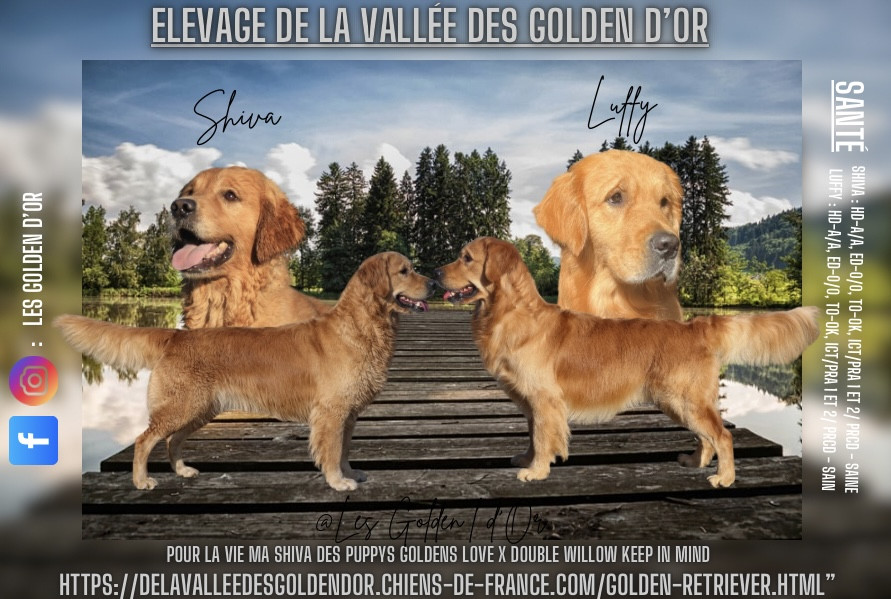 Chiot Golden Retriever De La Vallée Des Golden D'Or
