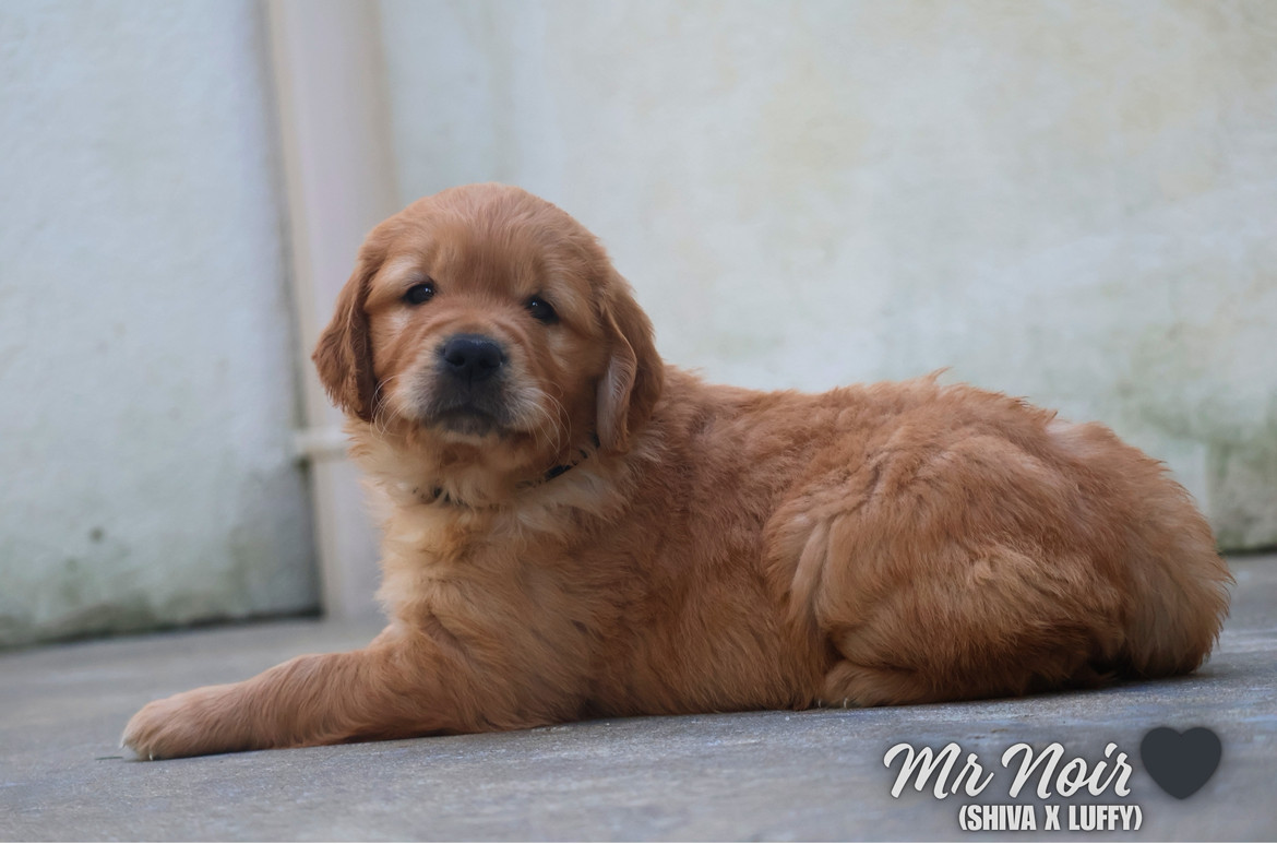 De La Vallée Des Golden D'Or - Chiots disponibles - Golden Retriever